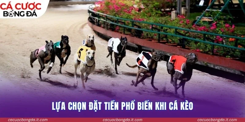 Lựa chọn đặt tiền phổ biến khi cá kèo